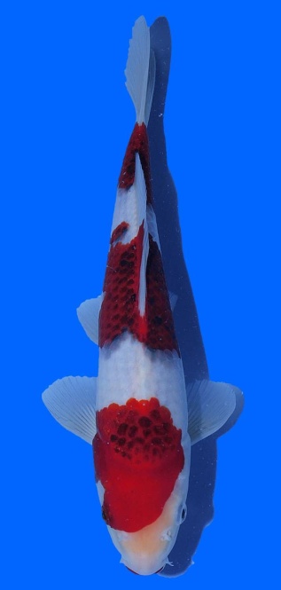  3 Step Sandan Goromo Izumiya 32cm 16 Monate VHQ 