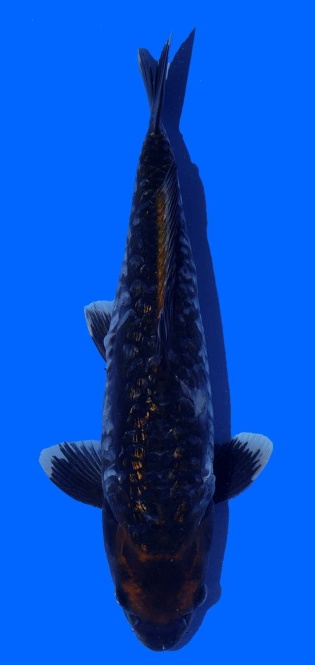 Metalic Bigscale Ginrin Toshinobu Igarashi 38cm 16 Monate HQ 