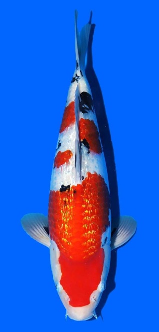 Ginrin Sanke Matsue 43cm  Nisai Female VHQ 