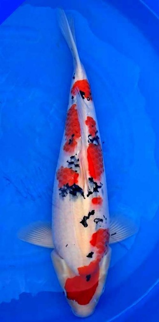 Sanke Sakai FF 58cm Nisai Female VHQ 