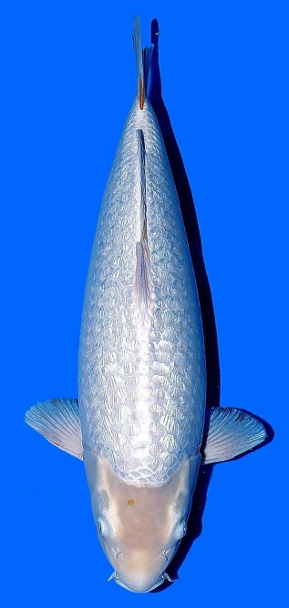 Ginrin Perlmut Ogon Taniguchi 60cm Nisai Female VHQ 