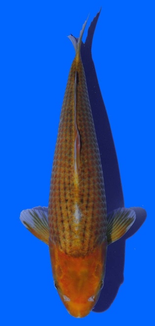 Ki Matsuba Toshinobu Igarashi 40cm 16 Monate 