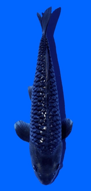 Ginrin Bigscale Toshinobu Igarashi 38cm 16 Monate HQ 