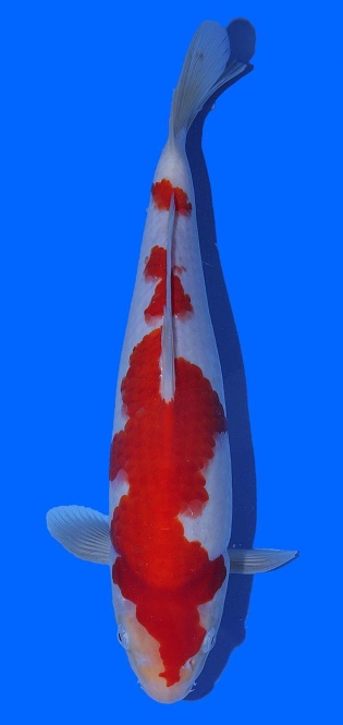 Kohaku Toshinobu Igarashi 35cm 16 Monate VHQ 