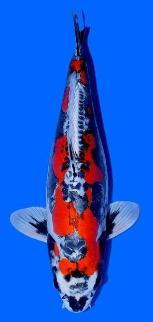 Benikikokuryu Ozumi Ikarashi 56cm Sansai Female SHQ.JPG 