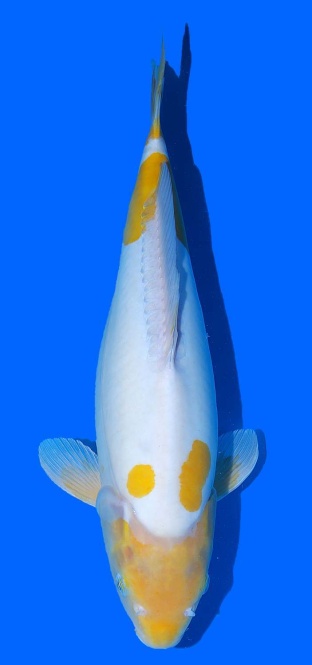 Doitsu Koyo Toshinobu Igarashi 42cm Nisai Female VHQ 