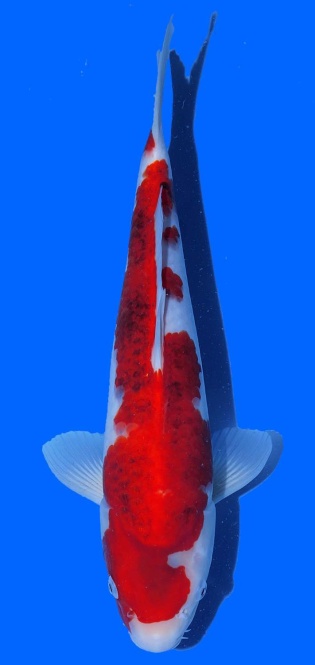 Goromo Izumiya 42cm 16 Monate HQ 