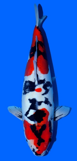 Doitsu Showa Shinoda 54cm Nisai Female VHQ 