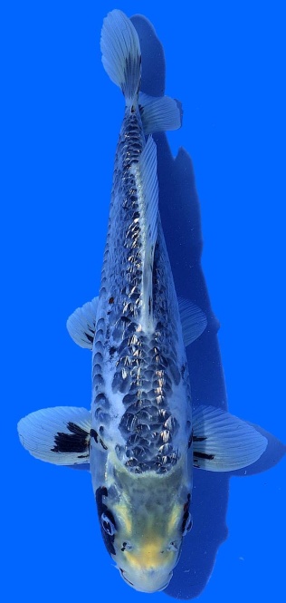 Ginrin Bigscale Toshinobu Igarashi 35cm 16 Monate VHQ 