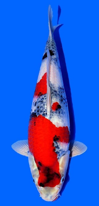 Showa Isa 36cm Tosai Female VHQ 