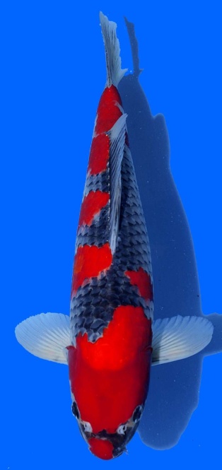 Goshiki Aoki 37cm Nisai VHQ 