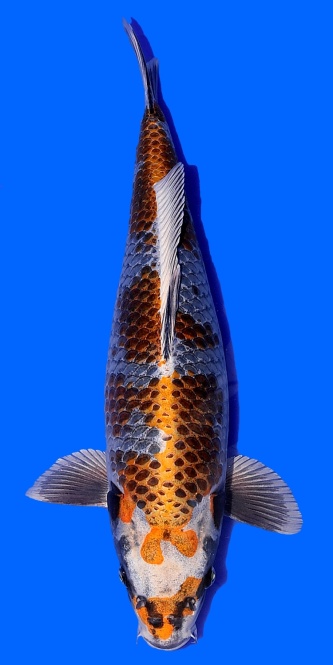 Kogane Ochiba Ozumi Ikarashi 57cm Sansai Female VHQ 