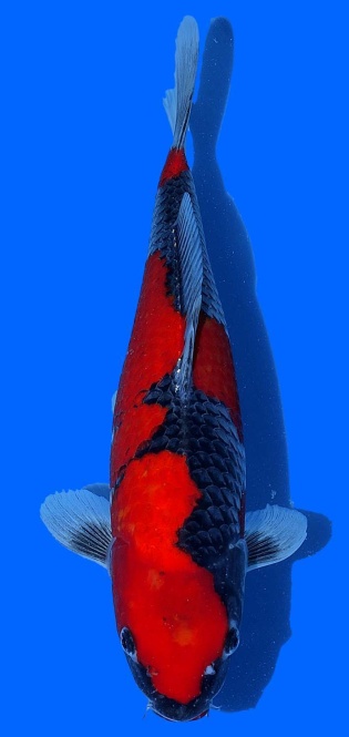Goshiki Aoki 38cm Nisai  VHQ 