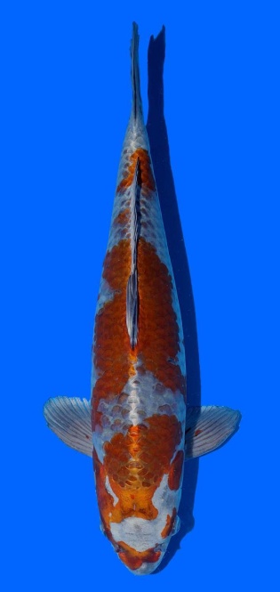 Kogane Ochiba 44cm 16 Monate VHQ 