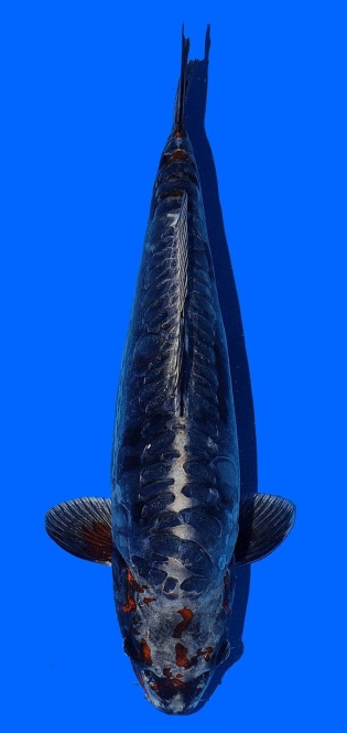 Ginrin Bigscale Toshinobu Igarashi 44cm 16 Monate VHQ 