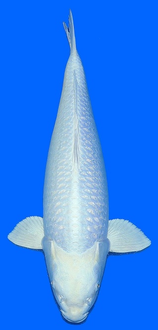 Akame Ginrin Platina Sakazume 65cm Sansai Female VHQ 