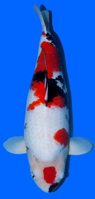 Showa Dainichi 68cm Sansai Female VHQ 