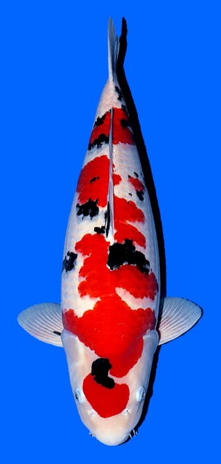 Sanke Maruju 69cm Sansai Female SHQ 