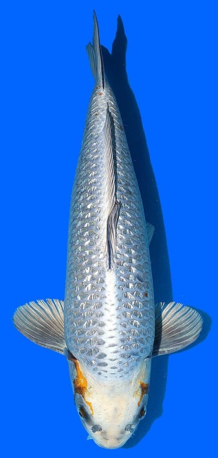 Kogane Ochiba Momotaro 56cm Nisai Male HQ 