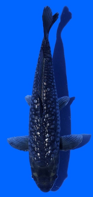 Ginrin Bigscale Toshinobu Igarashi 36cm 16 Monate VHQ 