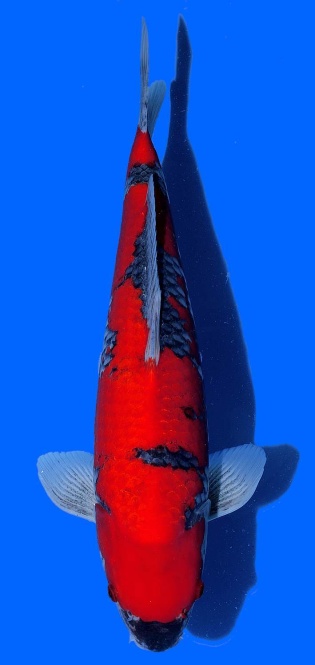 Goshiki Kawakami 46cm Sansai VHQ 