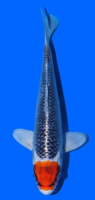 Tancho Kujaku Saito 32cm 16 Monate HQ 