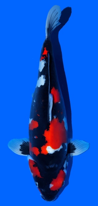 Doitsu Showa Shinoda 50cm Sansai Female SHQ 