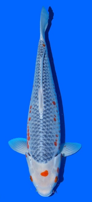Maruten Kanoko Asagi Toshinobu Ikarashi 45cm Nisai Female VHQ 