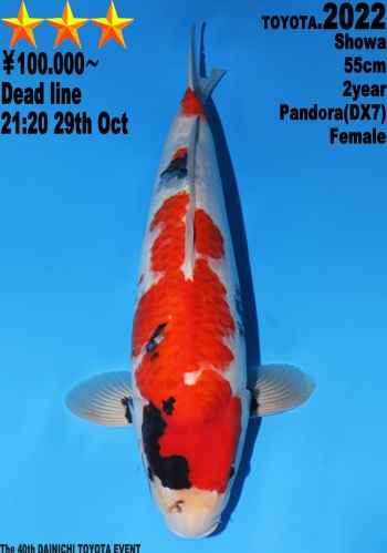 Showa Dainichi Toyota 55cm Nisai Female 