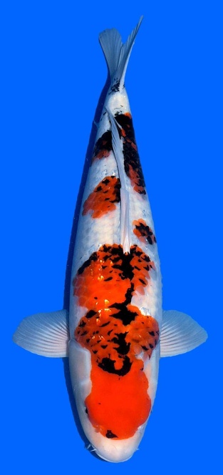 Special Showa Takigawa 59cm Nisai Female VHQ 