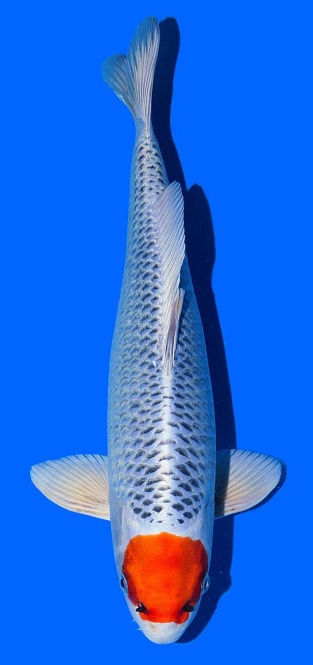 Tancho Kujaku Saito 42cm 16 Monate Male VHQ 