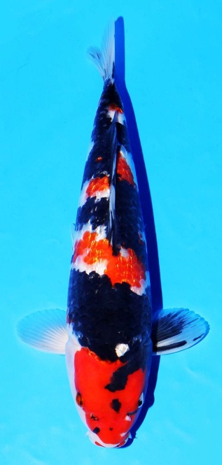 Ginrin Showa Oya 35cm VHQ 