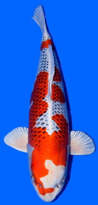 Super Kujaku Tamaura 77cm Yonsai Female SHQ 