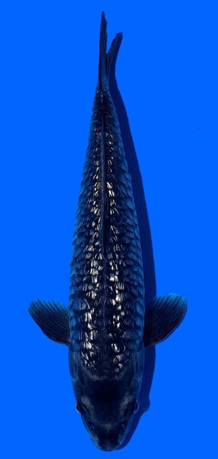 Ginrin Bigscale Toshinobu Igarashi 36cm 16 Monate  VHQ 