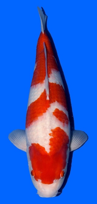 Kohaku Sakai FF 55cm Nisai Female HQ 