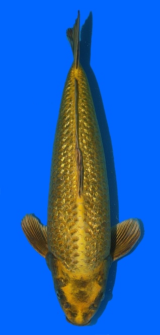 Ginrin Mukashi Ogon 45cm Nisai Male 