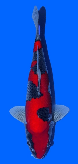 Inazuma Goshiki Aoki 40 Nisai VHQ 