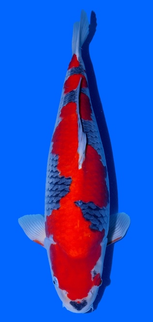 Goshiki Kawakami 55cm Nisai Female SHQ 