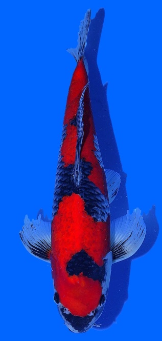 Goshiki Aoki 38cm Nisai Male HQ 