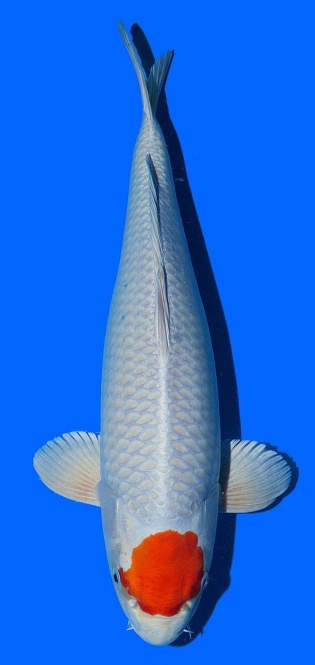 Tancho Sakura Ogon Saito 45cm Female 16 Monate VHQ 