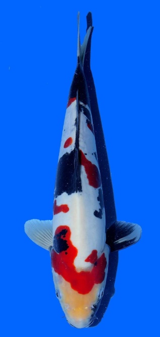 Doitsu Showa Kawakami 35cm 16 Monate VHQ 