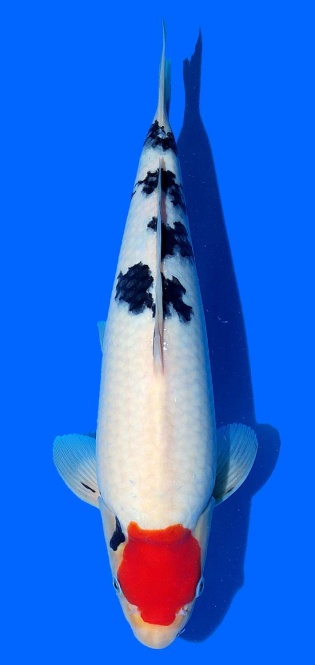Tancho Sanke Sakai FF 38cm 16Mon VHQ 