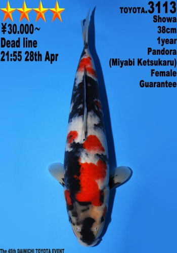 Showa Dainichi Toyota 38cm Tosai Female VHQ 