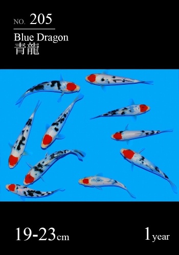 Tancho Sanke Sakai FF 19-23cm Stck 549€ 