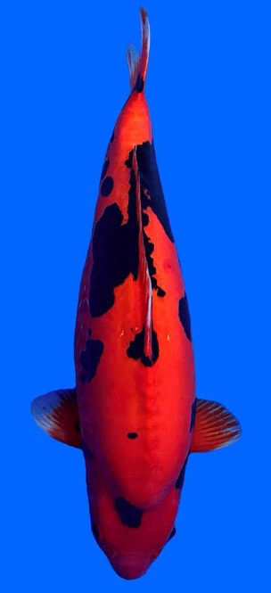 Benikumonryu Higashi 68cm Nisai Female SHQ 