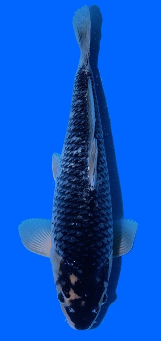 Matsukawabake Kawakami 45cm Nisai HQ 