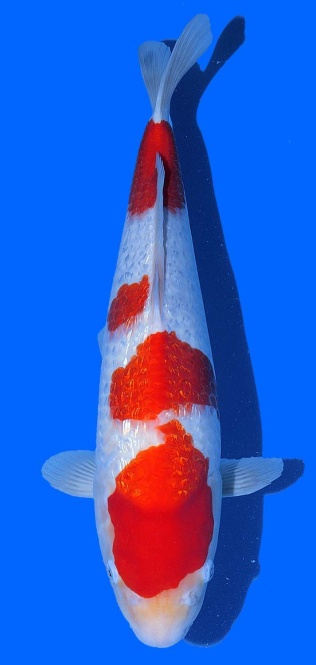 Ginrin Kohaku Teradomari 48cm Nisai Female VHQ 
