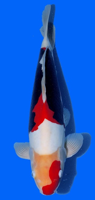 Benikumonryu Kawakami 48cm Sansai VHQ 