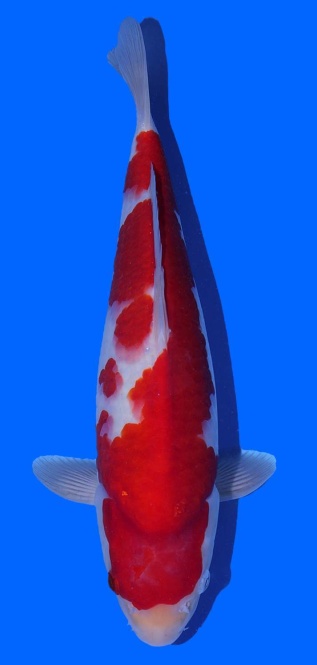 Kohaku Igarashi Toshinobu 40cm Male 16 Monate VHQ 