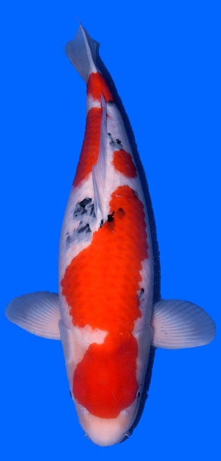 Sanke Tamaura 68cm Sansai Female VHQ 